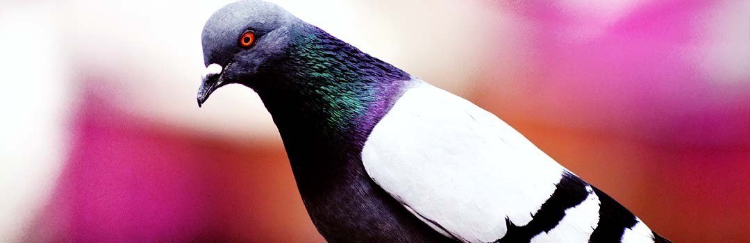 IMPORTANCE OF CONTENT IN SEO MARKETING PIGEON